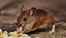 24 Hour & Emergency Exterminators in Milledgeville, GA